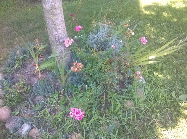 pod kasztanem czas na porzadki