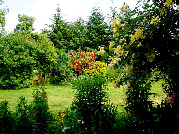 Podwórko otoczone krzewami