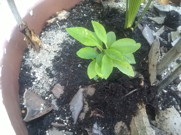 pomarancz- z nasionka  ,wzrost zatrzymal sie 