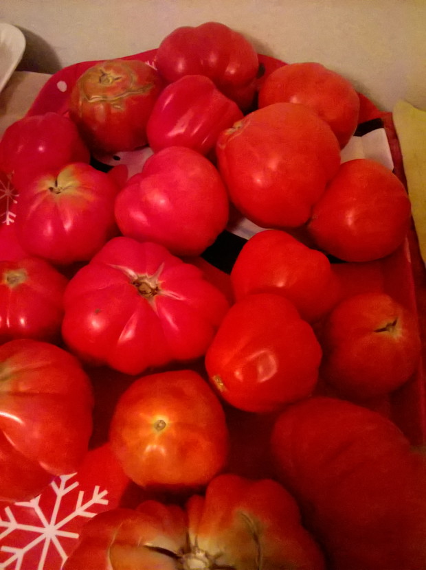 pomiodry z ogrodu 2015