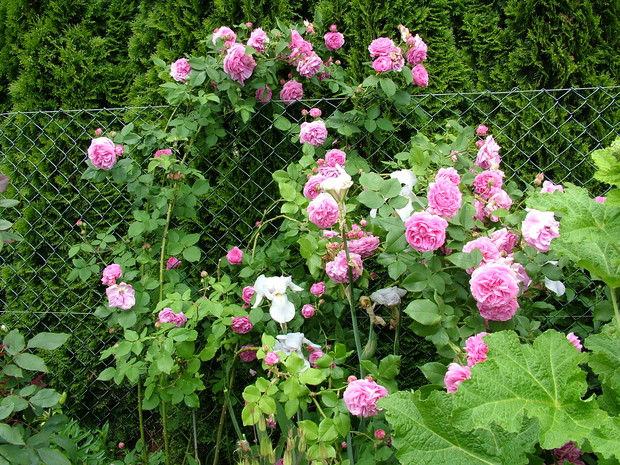 Portrecik Louise Odier