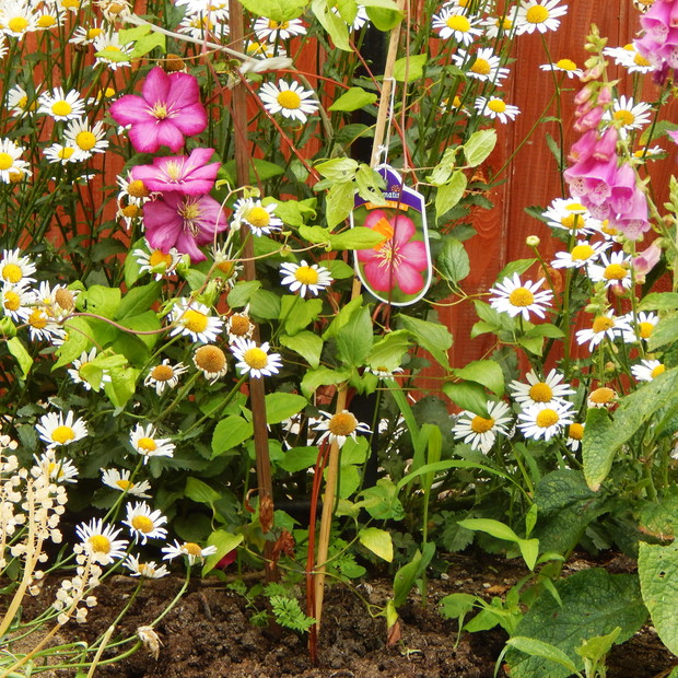 Powojnik w towarzystwie margerytek i naparstnic