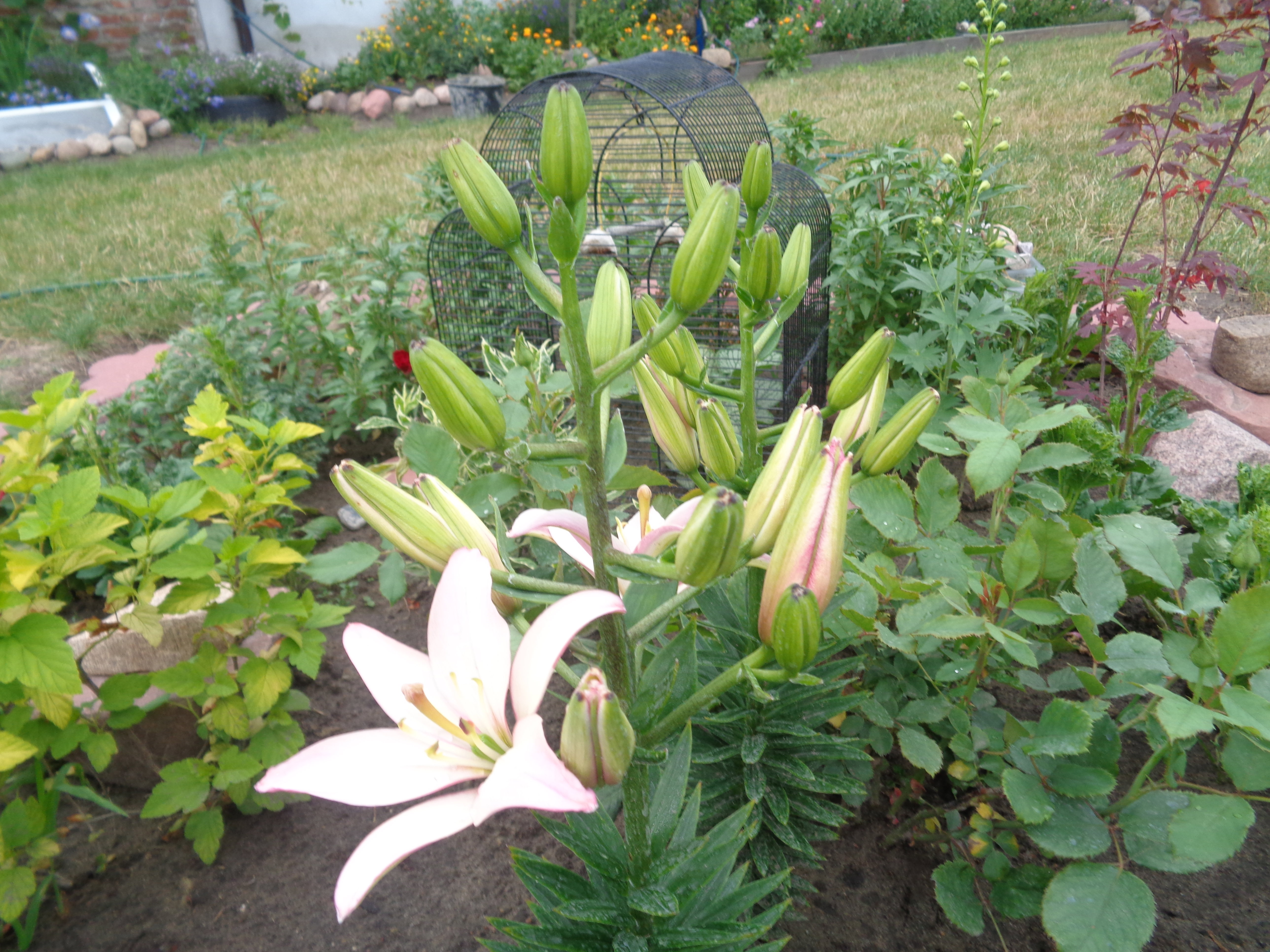 Prawdziwa arystokracja . 