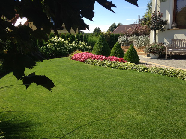 Przed ogródek z formowanymi bukszpanami w letniej odsłonie 