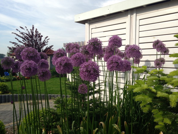 Przy domku narzędziowym