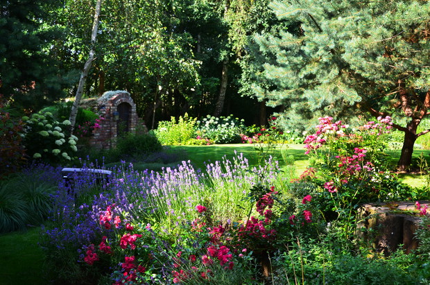 Przy tarasie króluje lawenda i róże 