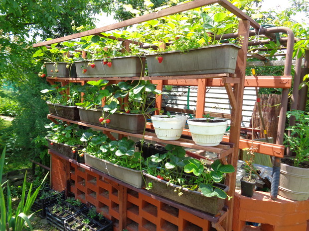 Przykrycie kompostownika winoroślą i stojak na doniczki z truskawkami zwisającymi.