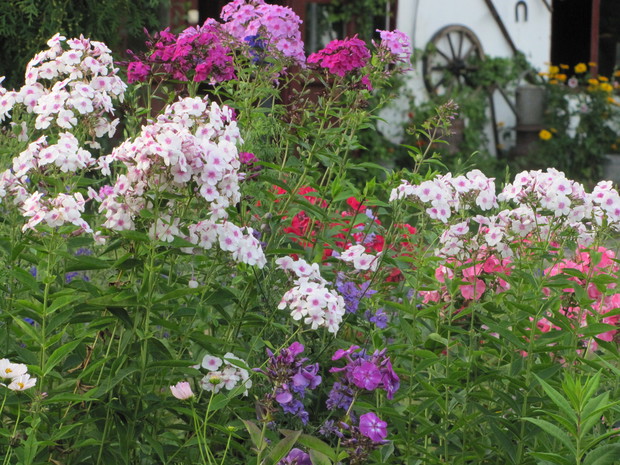 Rabata z moimi  ulubionymi  floksami. 