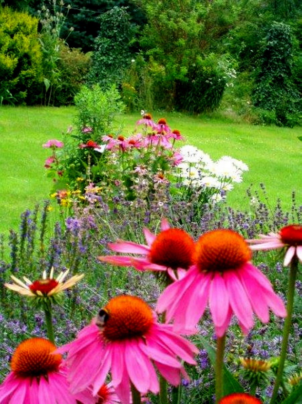 Raj dla pszczół i motyli