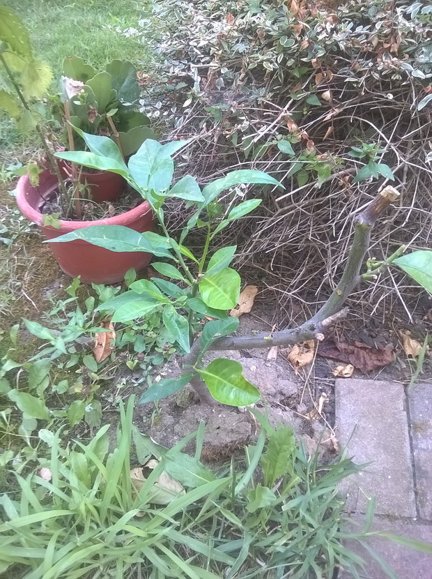 ratuje kupiona cytryne.wsadzona do ziemi