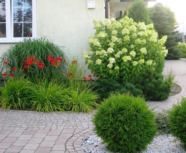 Reprezentacyjna hortensja przed domem