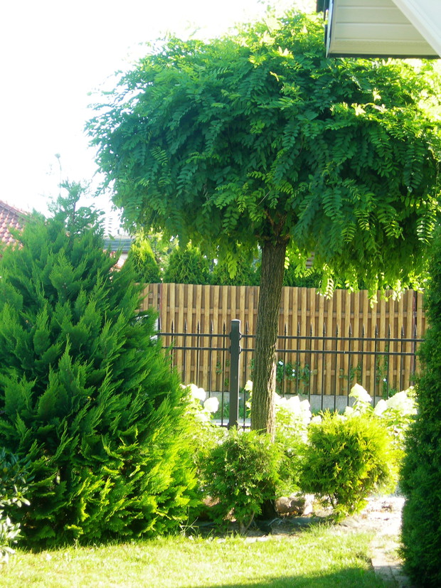 Robinia w przedogródku