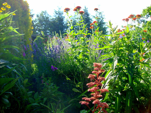 Rodgersja zakwitła po raz pierwszy
