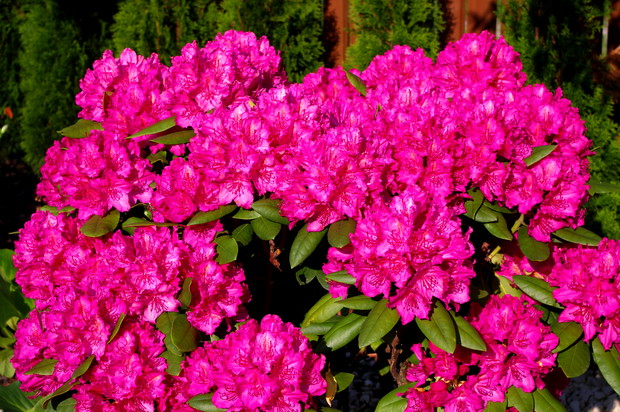 Rododendron