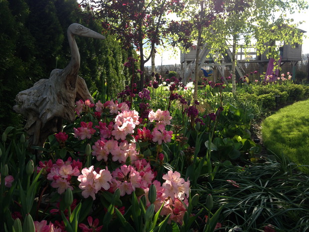 Rododendrony  przy brzozach