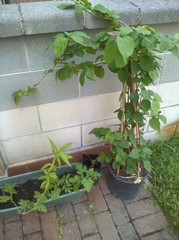 roslinka z ozdobnymi kwiatami, nie znam nazwy- prezent