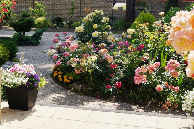 Różana rabata przy tarasie