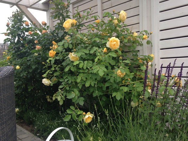 Różanka obok pergoli