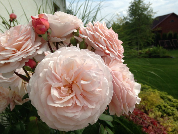 Różany widok z okna