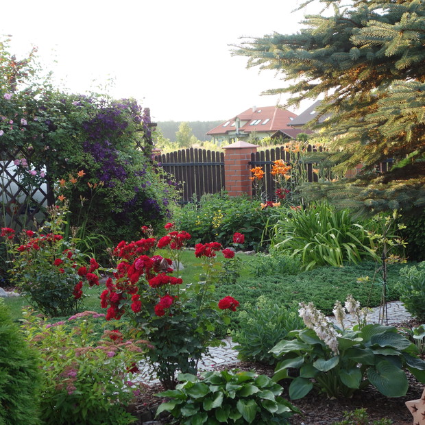 Róże, funkie i inne