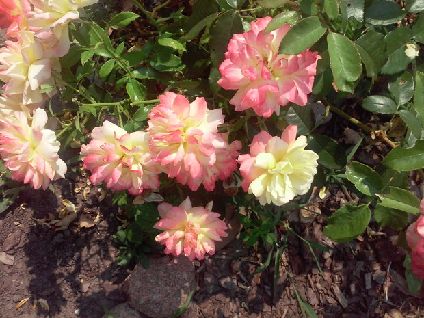 Róże które uwielbiam 