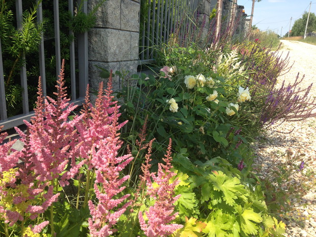 Róże połączone są z innymi bylinami