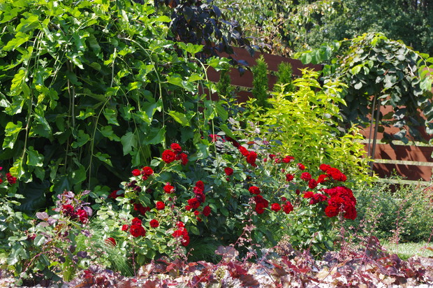 Róże rabatowe z Żurawką