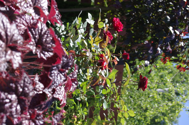 Róże wielokwiatowe