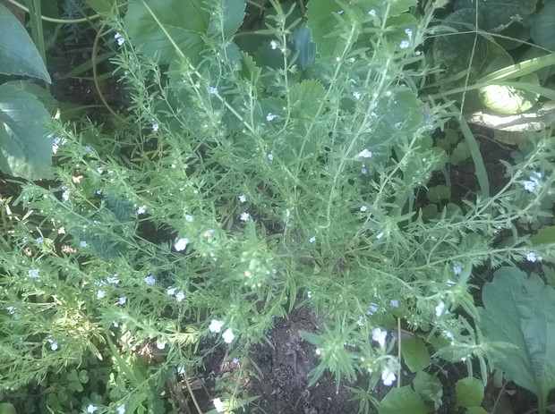 rozmaryn , przyda sie w naszej kuchni