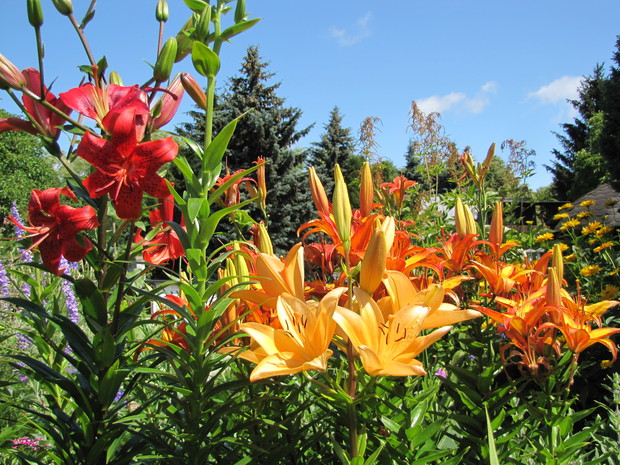 Różnokolorowe lilie wypełniają każdą rabatę.