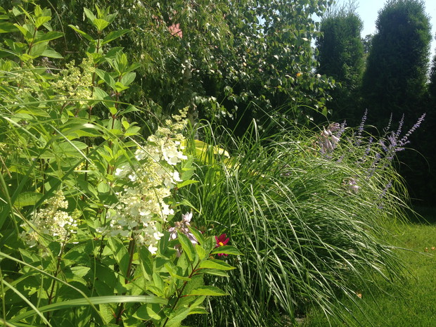 Rozplenice z perovskia i hortensjami