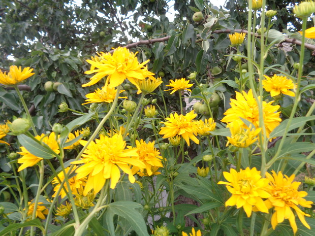 Rudbekia naga .
