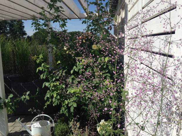 Rutewka na różance 