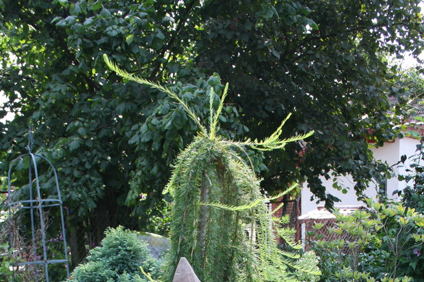 Rzeźba - Krasnal strażnik ogrodu