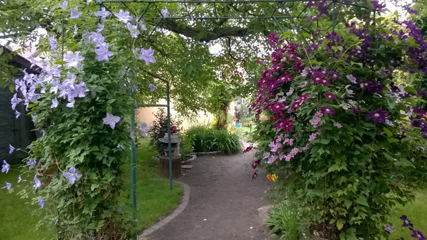 ścieżka prowadząca do warzywnika 