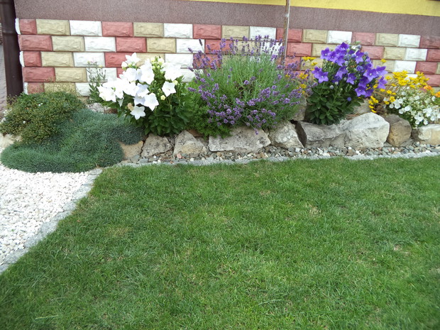 Skalniak, a w nim rozwary, lawenda