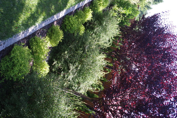 Śliwa Wiśniowa z Tawułami