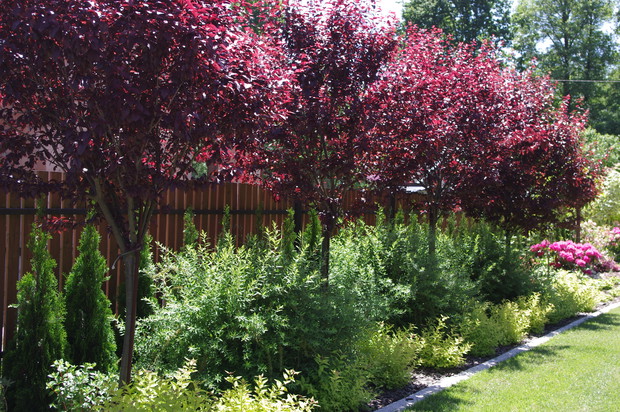 Śliwowiśnie i Tawuły Latem