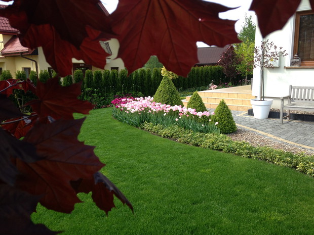 Strzyżone bukszpany na froncie wiosennie :)