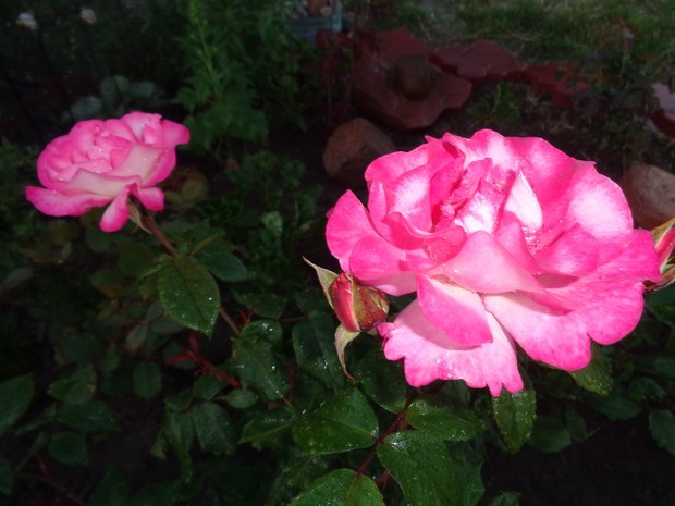 Ta róża wielkokwiatowa zakwitła po raz pierwszy.