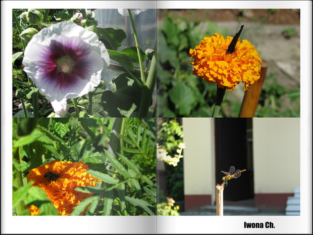 Tak w skrócie mój ogród działkowy przedstawiam :) 