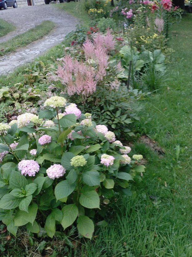 Tawułki i hortensje