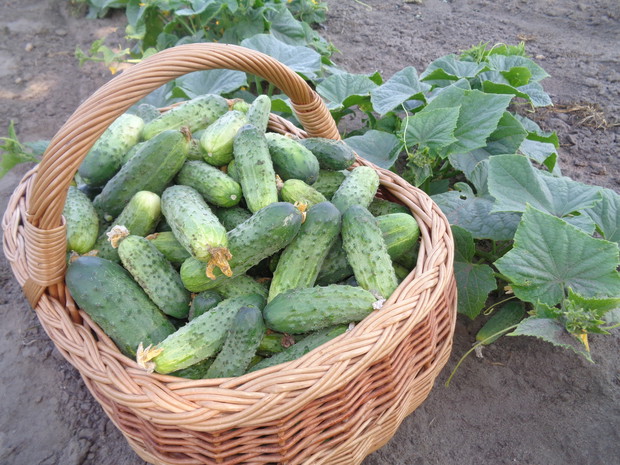  Te odmiany obficie plonują . 