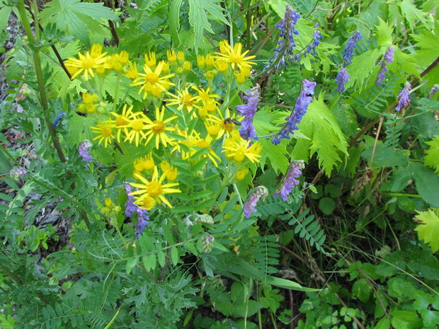 to ponoć trująca roślinka,sama się zasiała ale że jest śliczna to rośnie :)