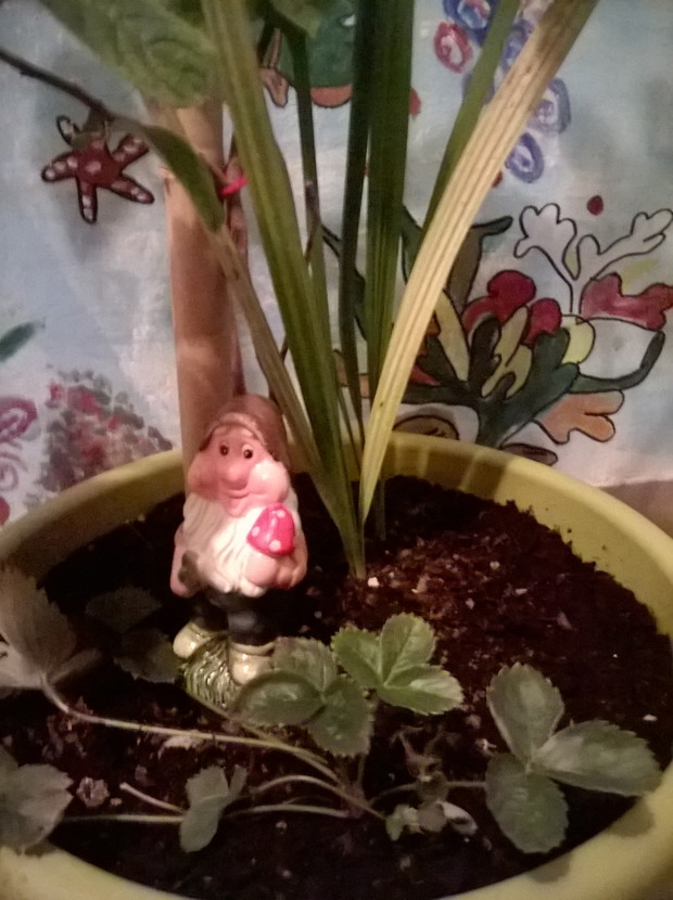 truskawki z krasnalem