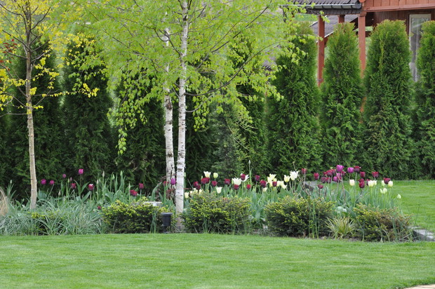 Tulipany pod brzozami 