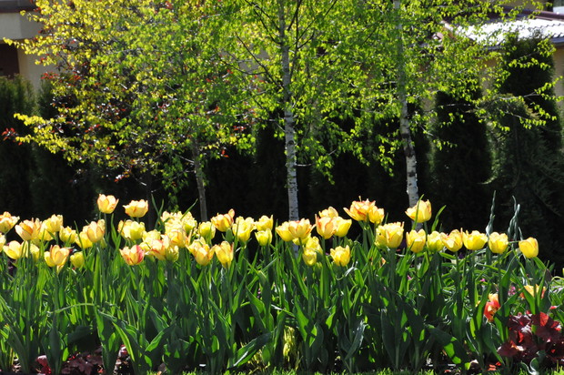 Tulipany przy pergoli na tle brzóz