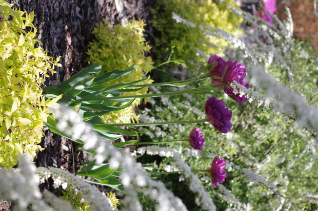 Tulipany w Tawułach