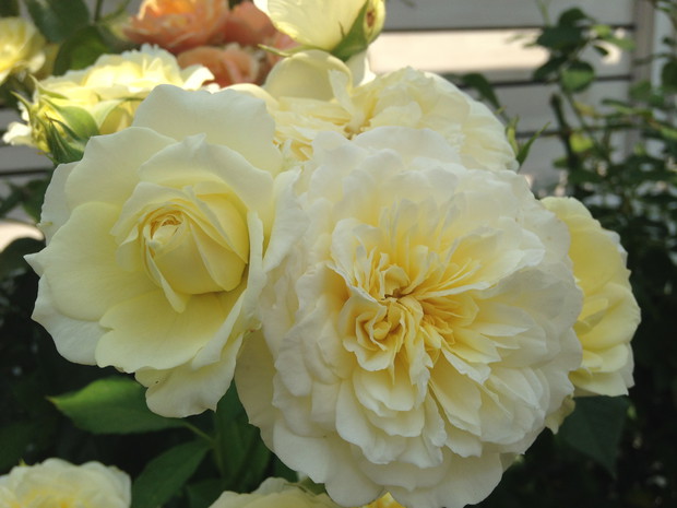 Ulubiona Pilgrim pod pergolą