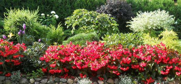 Uwielbiam kompozycje z kamieni, które podkreślają piękno kwiatów i krzewy. Na fotografii begonie.